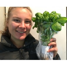 SPRAY FREE BASIL Grown In Katikati 